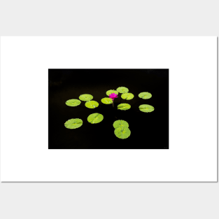 Lily Pads on Black Water Posters and Art